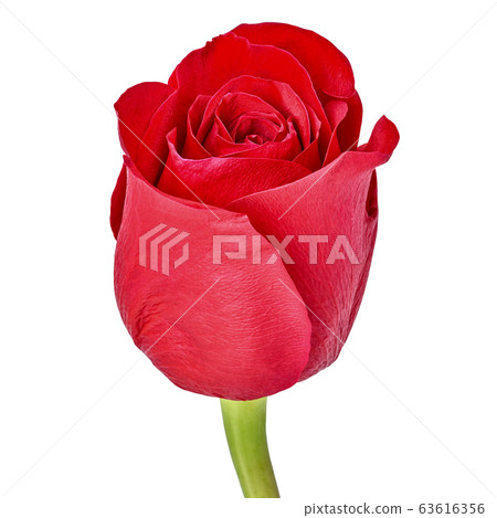 red rose flower isolated on a white background. red rose flower isolated on a white background. 63616356