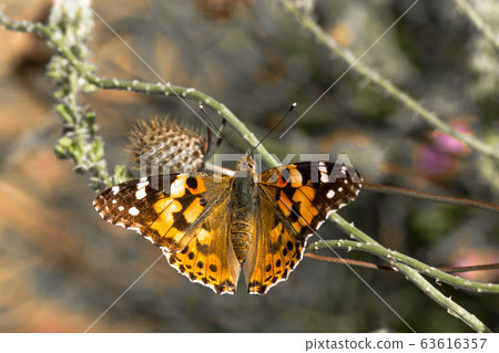 Butterfly on a branch Butterfly on a branch 63616357