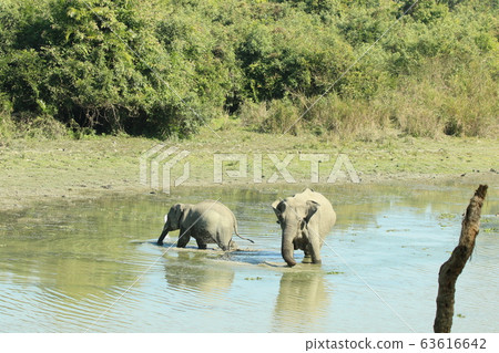 Parent and child of an elephant 63616642