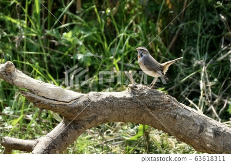 野鳥 63618311