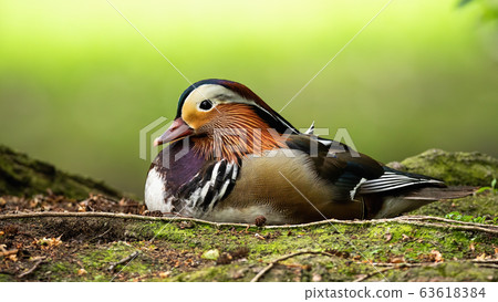 Elegant male mandarin duck sitting on the ground in summer from low angle view Elegant male mandarin duck sitting on the ground in summer from low angle view 63618384