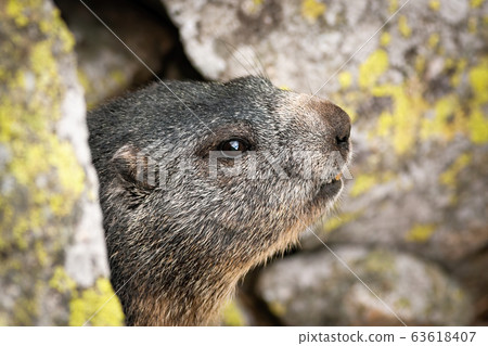 Cute alpine marmot hiding between rocks in... - Stock Photo [63618407] -  PIXTA
