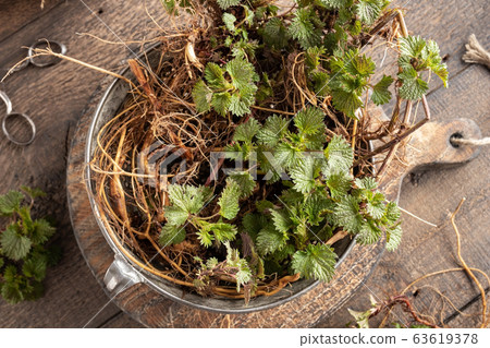 Fresh young nettles including root collected in early spring Fresh young nettles including root collected in early spring 63619378