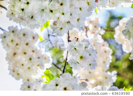 White cherry blossom (sakura) White cherry blossom (sakura) 63619590