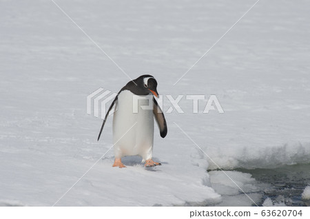 Gentoo Penguin on the ice Gentoo Penguin on the ice 63620704