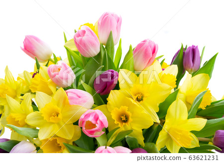 tulips and daffodils flowers 63621231
