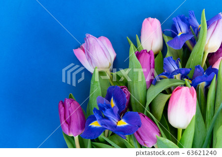 Pink and violet tulips flowers 63621240