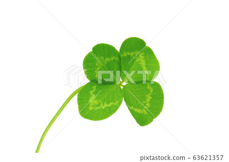 Four leaves clover Four leaves clover 63621357