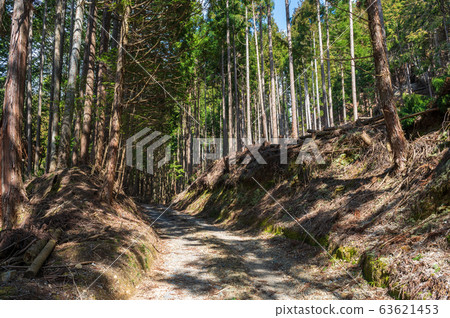 Coniferous forest 63621453