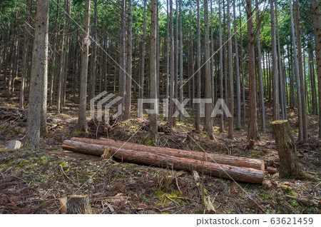 伐木過程中的針葉林 63621459