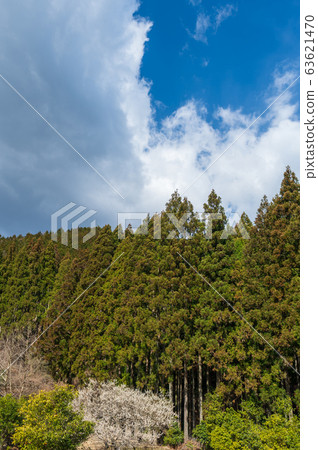 Coniferous forest 63621470