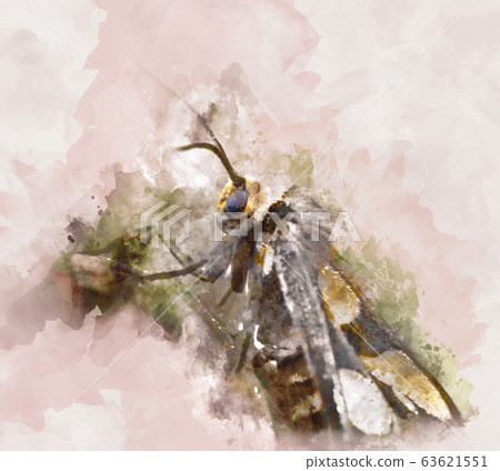 A Digital Watercolor Painting Of A Moth - Stock Illustration [63621551 ...