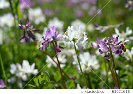 White vetch 63621618