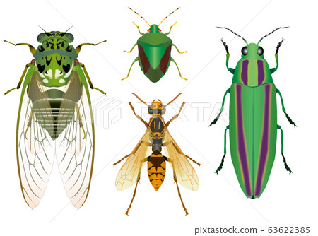 Minminzemi，Scarabaeidae，Seguro黃蜂，Yamatobamushi 63622385