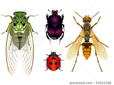 Minminzemi，Sengokugane，Seguro-nashi黃蜂，Nanashiboshi瓢蟲 63622386