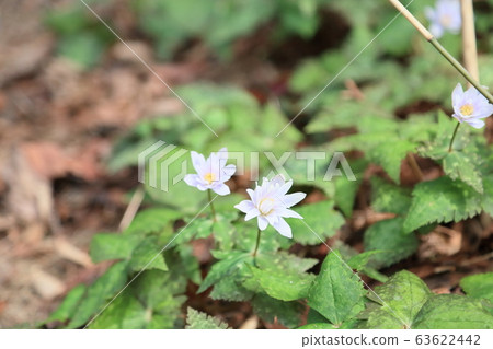 雪嗓子花 雪嗓子花 63622442