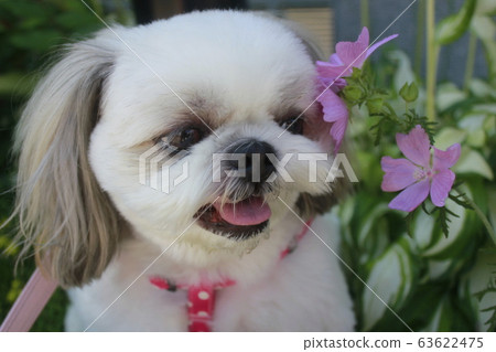 Cute shih tzu dog 63622475