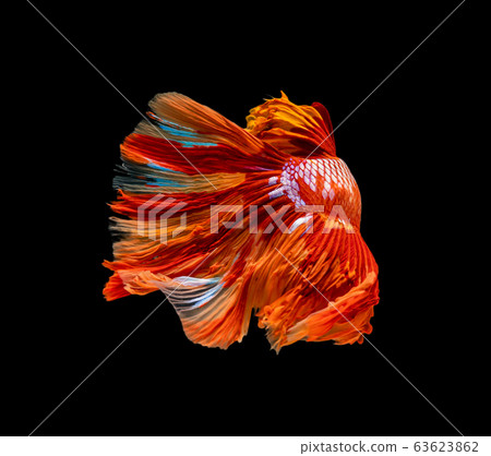 Beautiful betta splendens half moon siamese betta Beautiful betta splendens half moon siamese betta 63623862