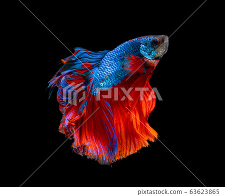 Beautiful betta splendens half moon siamese betta Beautiful betta splendens half moon siamese betta 63623865
