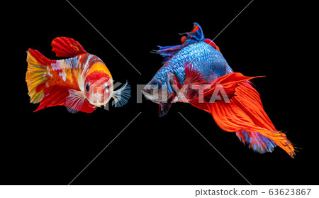 Beautiful female and male betta splendens half Beautiful female and male betta splendens half 63623867