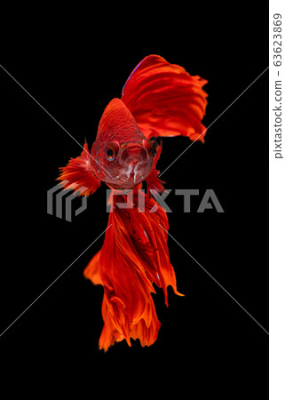 Beautiful betta splendens half moon siamese betta Beautiful betta splendens half moon siamese betta 63623869