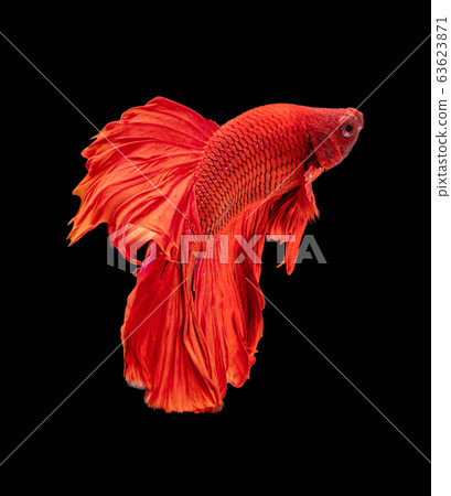 Beautiful betta splendens half moon siamese betta 63623871