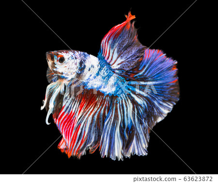 Beautiful betta splendens half moon siamese betta 63623872