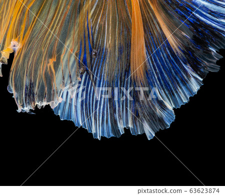 Beautiful betta splendens half moon siamese betta Beautiful betta splendens half moon siamese betta 63623874