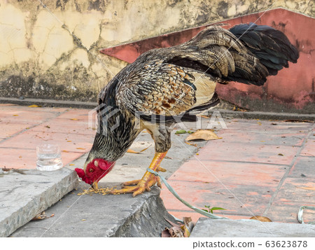 Rooster - Ba Chuc Rooster - Ba Chuc 63623878