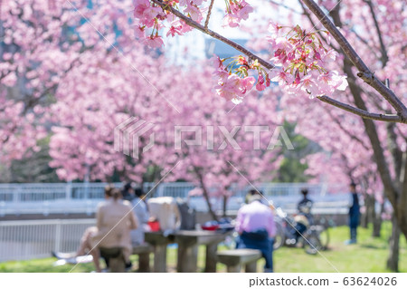 Early blooming cherry blossoms at Shin Yokohama Park Early blooming cherry blossoms at Shin Yokohama Park 63624026