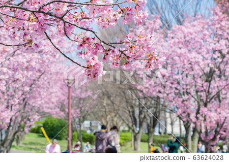 新橫濱公園早開的櫻花 63624028