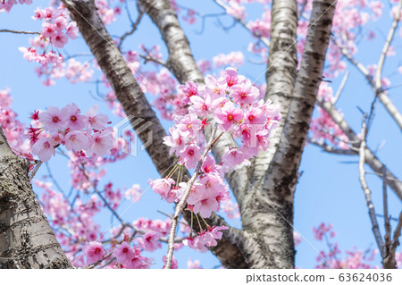 Early blooming cherry blossoms at Shin Yokohama Park 63624036