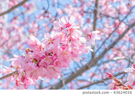 新橫濱公園早開的櫻花 照片素材 圖片 圖庫