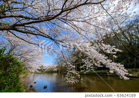 Sakura, duck and pond at Hanajima Park 63624189
