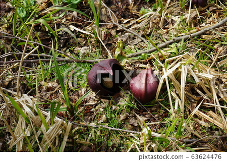 Skunk cabbage Skunk cabbage 63624476