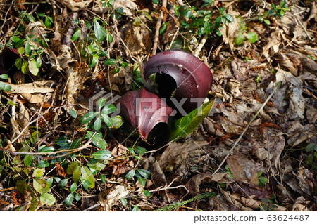 Skunk cabbage 63624487