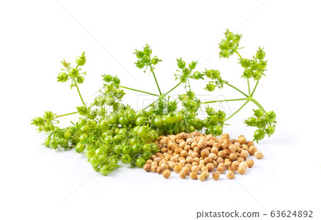 Coriander seeds isolated on white background. full depth of field Coriander seeds isolated on white background. full depth of field 63624892