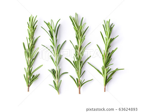 Rosemary isolated on white background, Top view. Rosemary isolated on white background, Top view. 63624893