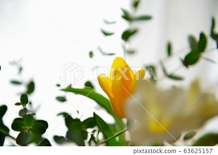 Spring flowers with yellow tulips 63625157