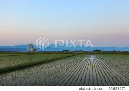 Landscape at dawn: paddy fields and Gassan 63625671