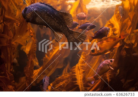 鮮魚 鮮魚 63626733