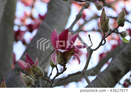 Beautiful magnolias Beautiful magnolias 63627077