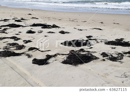 漂浮在岸上的海藻和垃圾 漂浮在岸上的海藻和垃圾 63627115