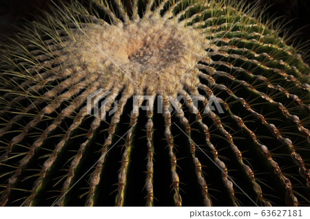 仙人掌星型從上面 仙人掌星型從上面 63627181