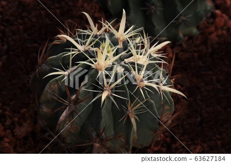 仙人掌星型從上面 63627184