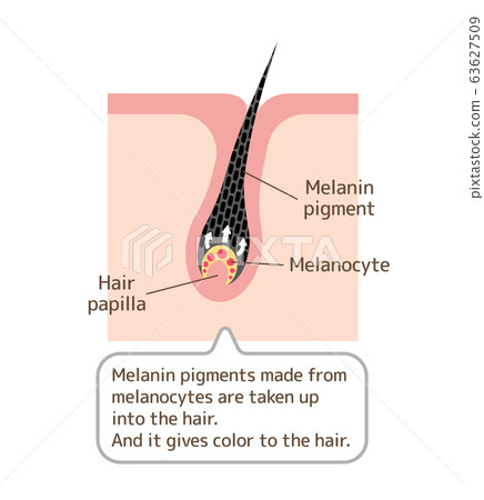 Black hair mechanism and mechanism-skin cross-section illustration / English 63627509