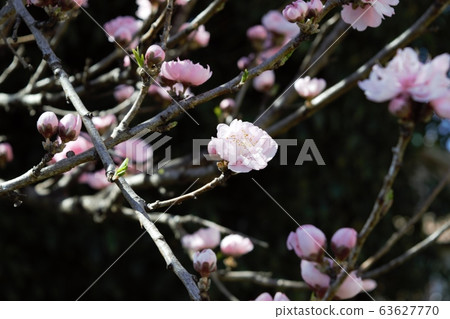Princess Teruhade peach 10 Princess Teruhade peach 10 63627770