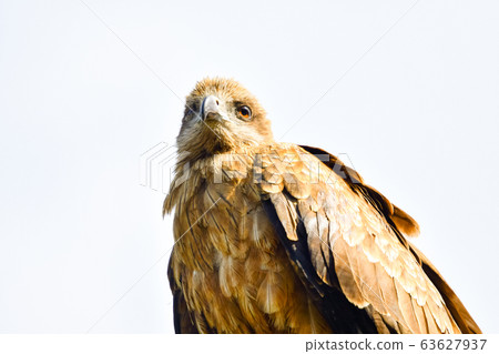 野鳥野鳥 野鳥野鳥 63627937