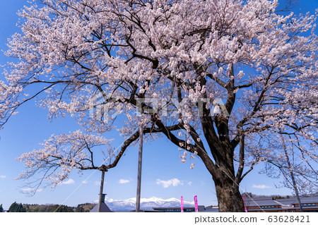 Fukushima Prefecture Nihonmatsu City Road Station Adachi Cherry Blossoms Mann Cherry Blossoms Mt. 63628421