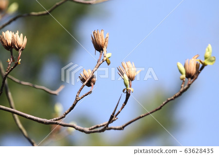 Tulip tree Tulip tree 63628435